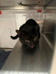 Shelter Stray Male Cat last seen Skyland Dr, County/Unicorporated, NC, 1491 Business Park Ct, Gastonia, NC 28052, USA