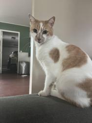Lost Male Cat last seen Edinger and Graham, Huntington Beach, CA 92649