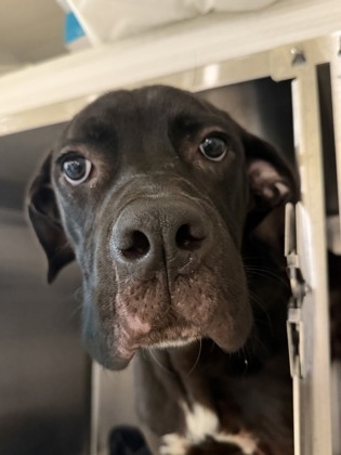 Shelter Stray Male Dog last seen Near Birling Dr, South Fulton, GA, 1251 Fulton Industrial Blvd NW, Atlanta, GA 30336, USA