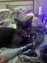 Reunited Female Cat last seen North and Fulton, Daytona Beach, FL 32114