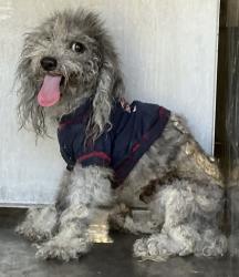 Shelter Stray Male Dog last seen Merrick St., Caddo Parish, LA, 1500 Monty St, Shreveport, LA 71107, USA