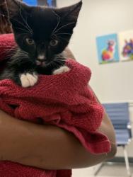 Shelter Stray Female Cat last seen Near Marian, Caddo Parish, LA, 1500 Monty St, Shreveport, LA 71107, USA