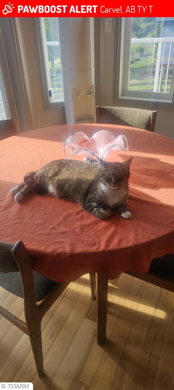 Lost Female Cat last seen Hubbles lake, Carvel, AB T7Y 2T3