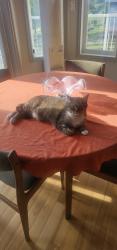 Lost Female Cat last seen Hubbles lake, Carvel, AB T7Y 2T3