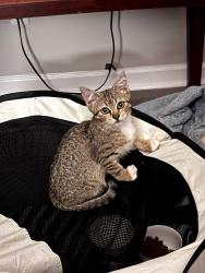 Reunited Male Cat last seen Near Clearbrook Ct, Fort Oglethorpe, GA 30742, USA, Fort Oglethorpe, GA 30742