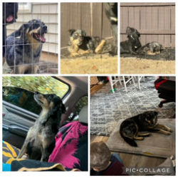 Reunited Female Dog last seen Constantine Way, Greer, SC 29650, USA, Greer, SC 29650