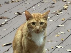 Found/Stray Male Cat last seen S Graymor Path, Citrus County, FL 34450