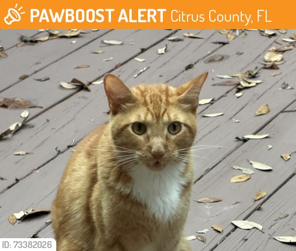 Found/Stray Male Cat last seen S Graymor Path, Citrus County, FL 34450