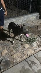 Found/Stray Male Dog last seen Sagittarius ave, El Paso, TX 79924