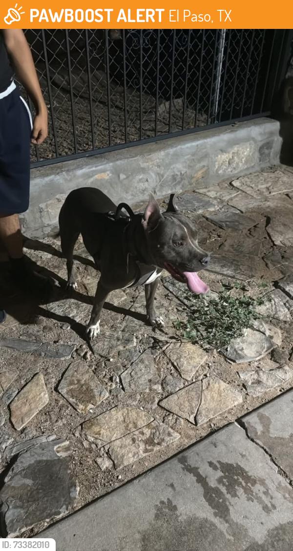 Found/Stray Male Dog last seen Sagittarius ave, El Paso, TX 79924