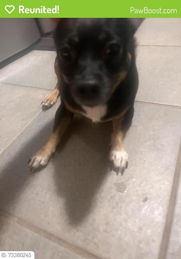 Reunited Male Dog last seen Brookshire, Asheville, NC 28803