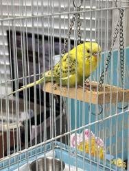 Found/Stray Unknown Bird last seen Saint Charles Borromeo Academy - Point Loma, San Diego, CA 92110