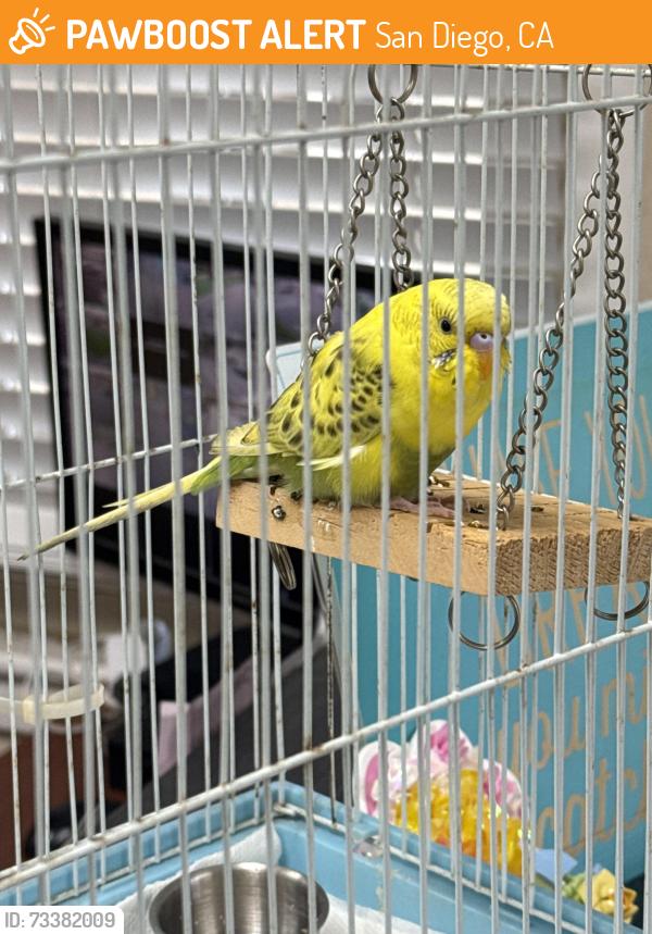 Found/Stray Unknown Bird last seen Saint Charles Borromeo Academy - Point Loma, San Diego, CA 92110