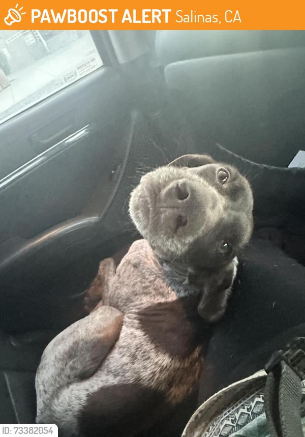 Found/Stray Female Dog last seen Highway 68, Salinas, CA 93901