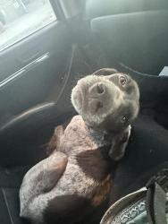 Found/Stray Female Dog last seen Highway 68, Salinas, CA 93901