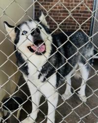 Reunited Male Dog last seen Scales Plaza Clifton, Clifton, NJ 07013