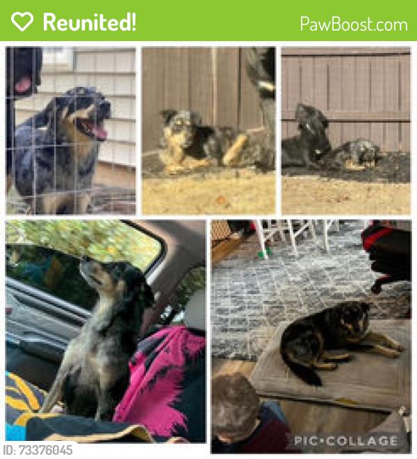 Reunited Female Dog last seen Constantine Way, Greer, SC 29650, USA, Greer, SC 29650