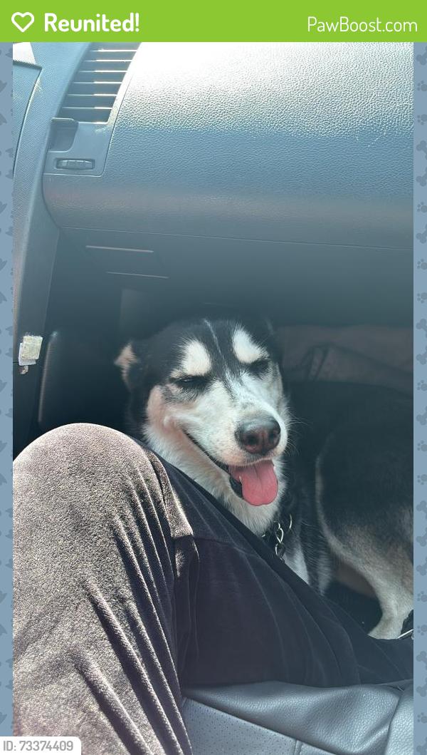 Reunited Female Dog last seen Los Angeles Street and Breesee Ave., Baldwin Park, CA 91706