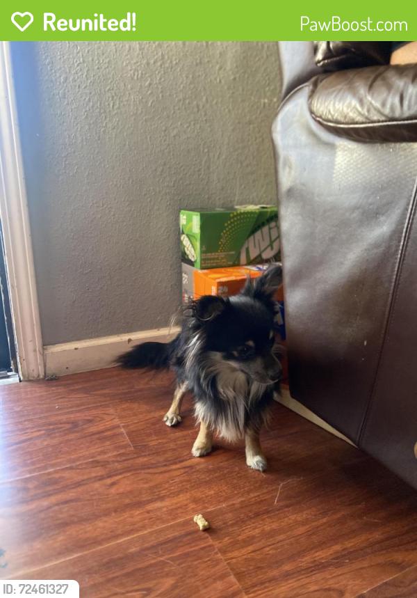 Reunited Male Dog last seen 29th Street, San Bernardino, CA 92404