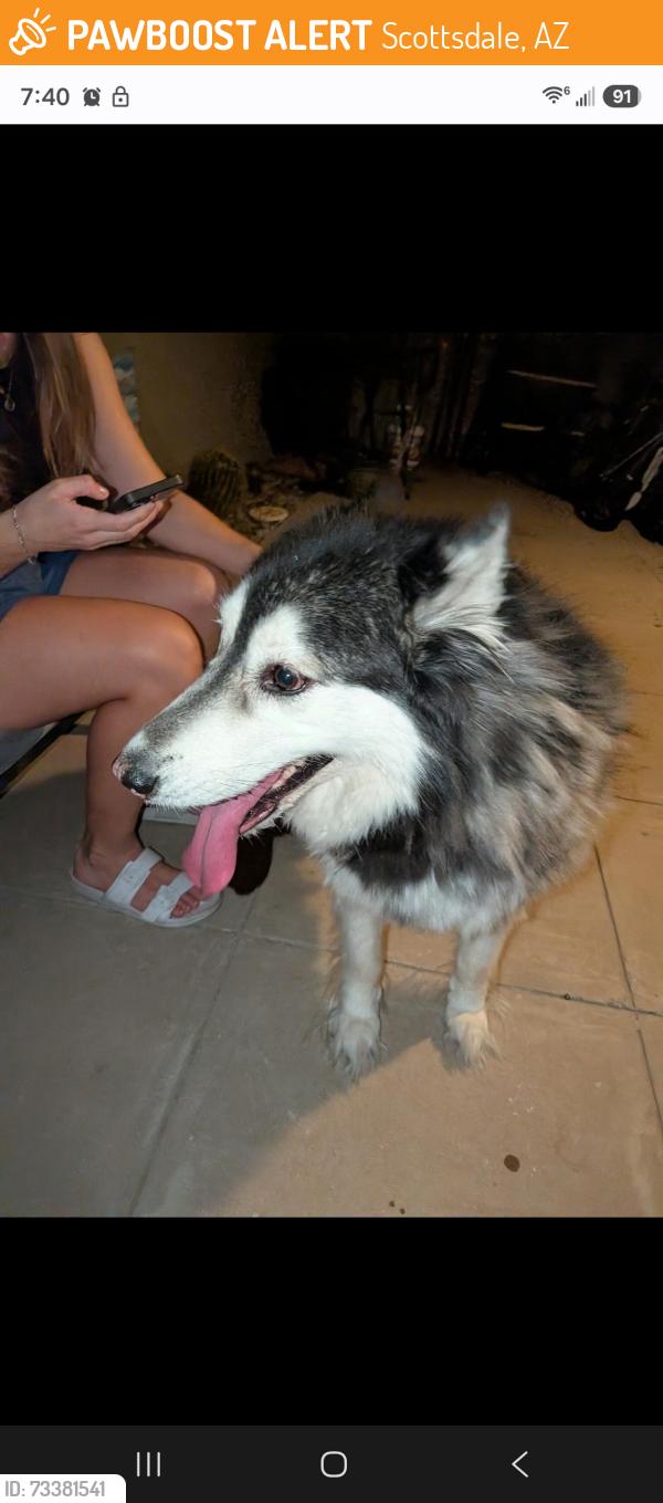 Found/Stray Female Dog last seen 70th street and Osborne, Scottsdale, AZ 85251