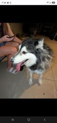 Found/Stray Female Dog last seen 70th street and Osborne, Scottsdale, AZ 85251