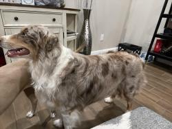 Lost Male Dog last seen Springbranch Tr and 9th, Springtown, TX 76082