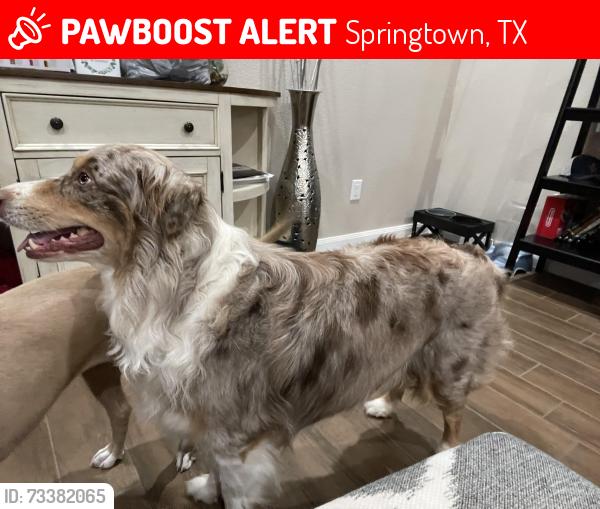 Lost Male Dog last seen Springbranch Tr and 9th, Springtown, TX 76082
