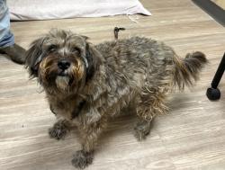 Shelter Stray Male Dog last seen Avenida Del Gado, Oceanside, CA, 92057, Oceanside, CA 92058, USA