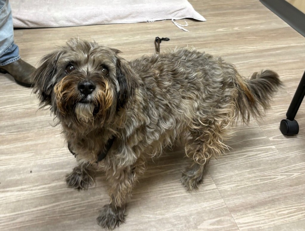 Shelter Stray Male Dog last seen Avenida Del Gado, Oceanside, CA, 92057, Oceanside, CA 92058, USA