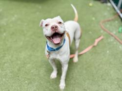 Shelter Stray Male Dog last seen found in the area of 4030 Pratt Avenue, BRONX, NY, 10466, 326 E 110th St, New York, NY 10029, USA