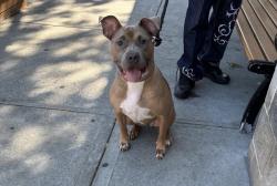 Shelter Stray Female Dog last seen Central Road, NEW YORK, NY, 10035, 326 E 110th St, New York, NY 10029, USA
