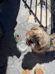 Found/Stray Male Dog last seen Between Rutgers and Ocean, Jersey City, NJ 07305