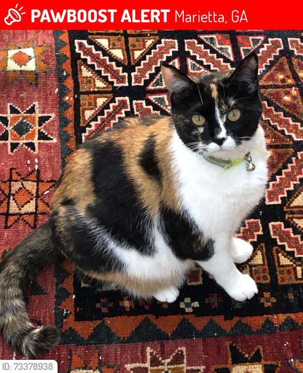Lost Female Cat last seen Near stoneybrook dr marietta ga 30062, Marietta, GA 30062