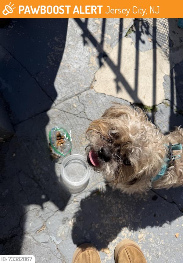 Found/Stray Male Dog last seen Between Rutgers and Ocean, Jersey City, NJ 07305