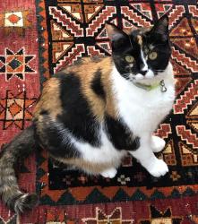 Lost Female Cat last seen Near stoneybrook dr marietta ga 30062, Marietta, GA 30062