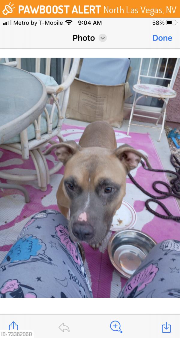Found/Stray Male Dog last seen Washburn, North Las Vegas, NV 89081