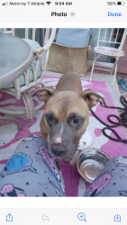 Found/Stray Male Dog last seen Washburn, North Las Vegas, NV 89081