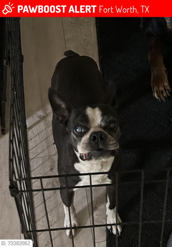 Lost Male Dog last seen Biddison, Fort Worth, TX 76110
