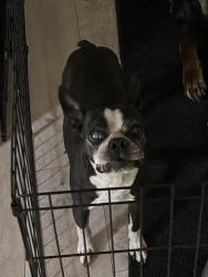 Lost Male Dog last seen Biddison, Fort Worth, TX 76110