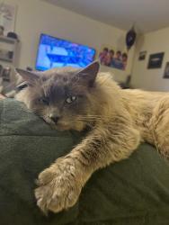Lost Male Cat last seen 55th + Wisconsin ave jnew hope, Wisconsin Ave,  20016