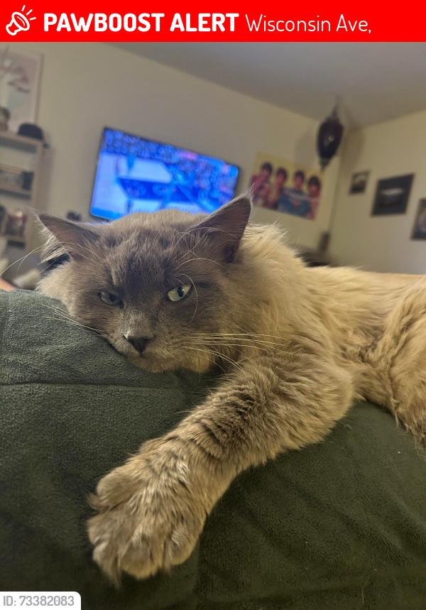 Lost Male Cat last seen 55th + Wisconsin ave jnew hope, Wisconsin Ave,  20016