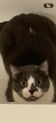 Lost Male Cat last seen In this neighborhood, Gainesville, FL 32609