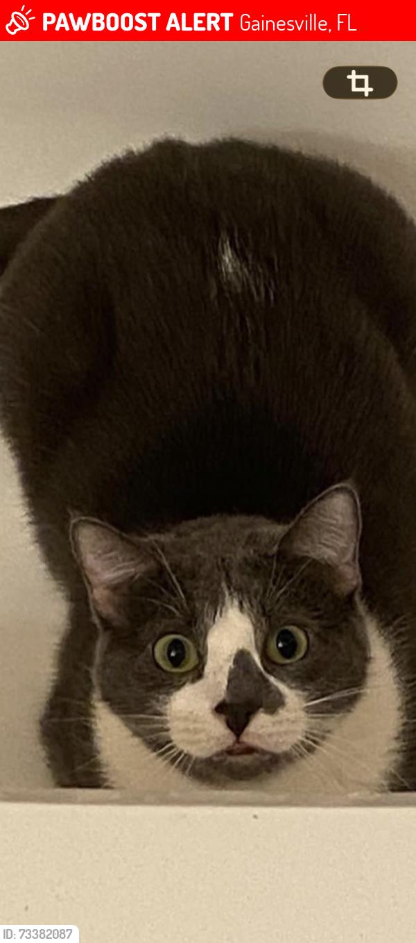 Lost Male Cat last seen In this neighborhood, Gainesville, FL 32609