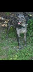 Lost Male Dog last seen Halsted ST and Commercial Ave. near William and Jessica Bucker Park., Phoenix, IL 60426