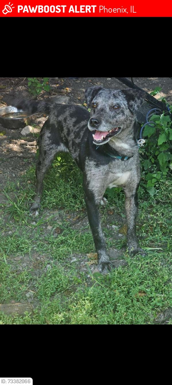 Lost Male Dog last seen Halsted ST and Commercial Ave. near William and Jessica Bucker Park., Phoenix, IL 60426