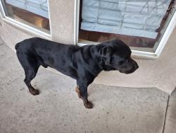 Found/Stray Male Dog last seen Lola Street and Snow Road, Bakersfield, CA 93312