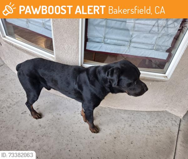 Found/Stray Male Dog last seen Lola Street and Snow Road, Bakersfield, CA 93312