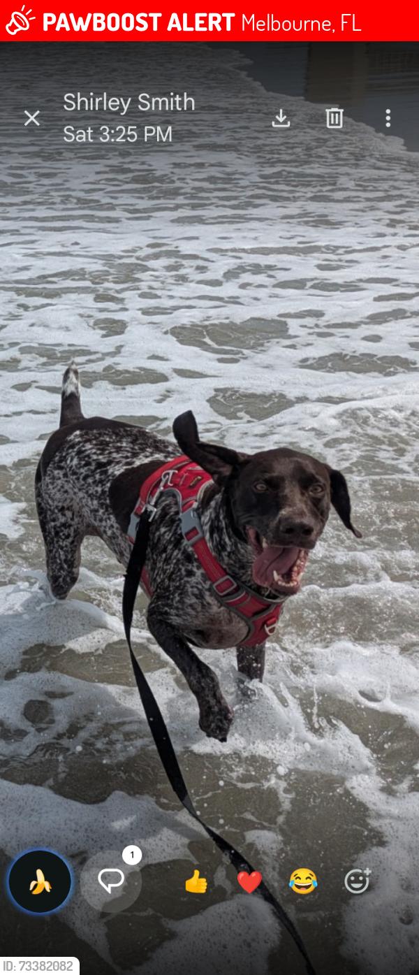 Lost Male Dog last seen America's Best hotel New Haven Rd, Melbourne, FL 32935