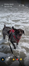 Lost Male Dog last seen America's Best hotel New Haven Rd, Melbourne, FL 32935