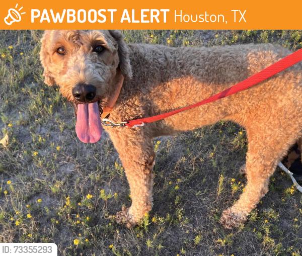 Found/Stray Female Dog last seen Houston Tx, Houston, TX 77061